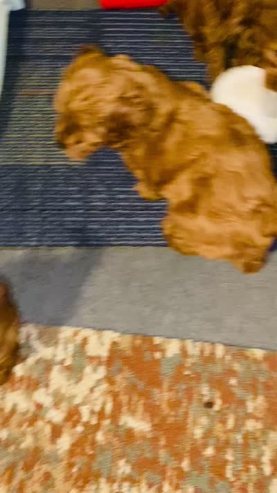 Lady, a female Cockapoo and Poodle - Miniature  for sale in Long Beach, CA – 9 of 9