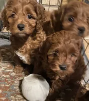 Lady, a female Cockapoo and Poodle - Miniature  for sale in Long Beach, CA – 4 of 9