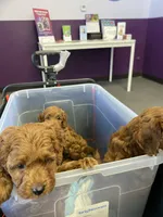 Lady, a female Cockapoo and Poodle - Miniature  for sale in Long Beach, CA – 6 of 9