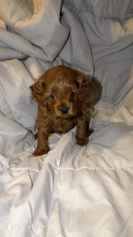 Little Man – Cockapoo puppy for sale in Long Beach, CA
