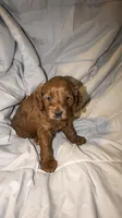 Brown, a male Cockapoo for sale in Long Beach, CA – 2 of 3
