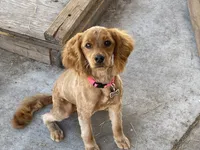 White, a female Cockapoo for sale in Long Beach, CA – 2 of 3