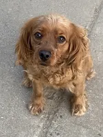 White, a female Cockapoo for sale in Long Beach, CA – 3 of 3
