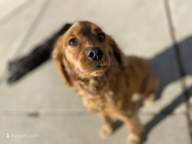White – Cockapoo puppy for sale in Long Beach, CA