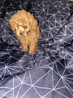 Little Man, a male Cockapoo and Poodle - Miniature  for sale in Long Beach, CA – 5 of 8