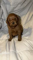 Lady, a female Cockapoo for sale in Long Beach, CA – 1 of 3