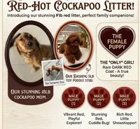 Little Man, a male Cockapoo for sale in Long Beach, CA – 3 of 3