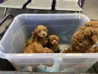 Lady, a female Cockapoo and Poodle - Miniature  for sale in Long Beach, CA – 8 of 9