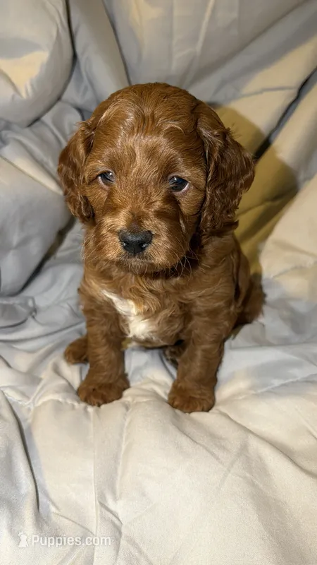 White – Cockapoo puppy for sale in Long Beach, CA
