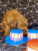 Brown, a male Cockapoo and Poodle - Miniature  for sale in Long Beach, CA – 3 of 7