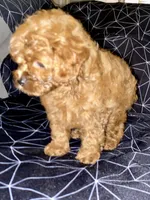 Little Man, a male Cockapoo and Poodle - Miniature  for sale in Long Beach, CA – 4 of 8