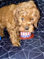 Brown, a male Cockapoo and Poodle - Miniature  for sale in Long Beach, CA – 6 of 7