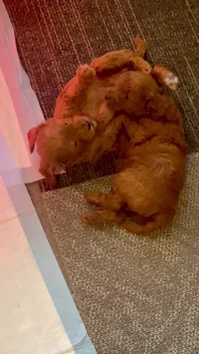 Lady, a female Cockapoo and Poodle - Miniature  for sale in Long Beach, CA – 5 of 9