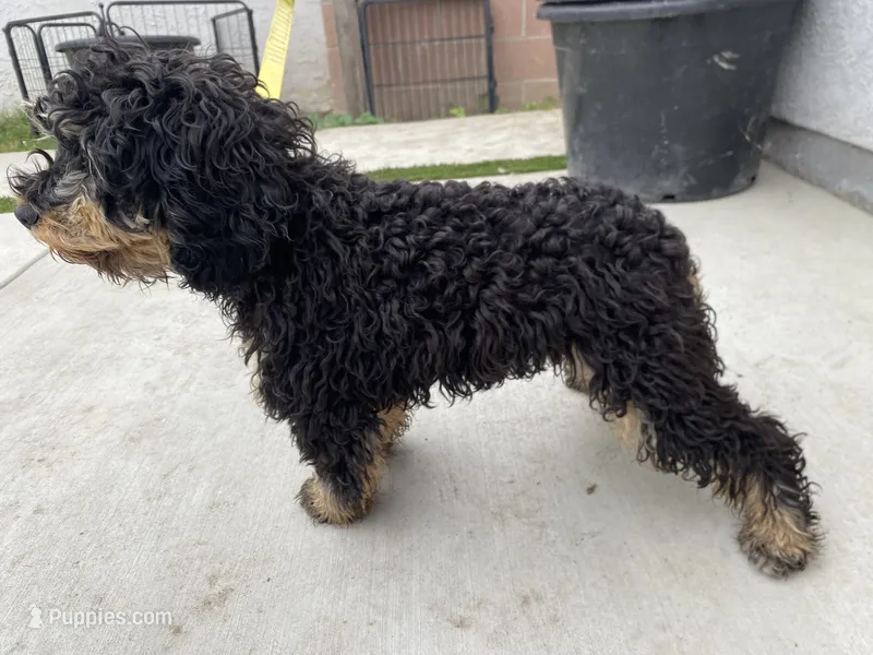 Blue – Cavapoo, Poodle - Miniature  puppy for sale in Long Beach, CA