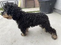 Blue, a female Cavapoo and Poodle - Miniature  for sale in Long Beach, CA – 1 of 3