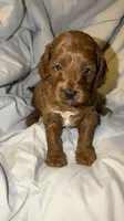 White, a male Cockapoo for sale in Long Beach, CA – 2 of 3