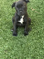 Staff, a female Staffordshire Bull Terrier for sale in Long Beach, CA – 4 of 4