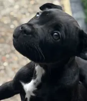 Staff, a female Staffordshire Bull Terrier for sale in Long Beach, CA – 2 of 4