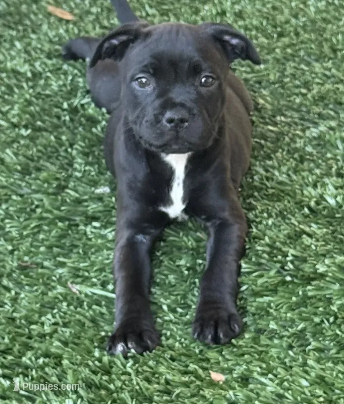Staff – Staffordshire Bull Terrier puppy for sale in Long Beach, CA