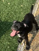 Staff, a female Staffordshire Bull Terrier for sale in Long Beach, CA – 3 of 4