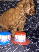 Brown, a male Cockapoo and Poodle - Miniature  for sale in Long Beach, CA – 4 of 7