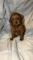 Lady, a female Cockapoo for sale in Long Beach, CA – 2 of 3