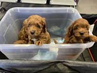 White, a male Poodle - Miniature  for sale in Long Beach, CA – 9 of 10