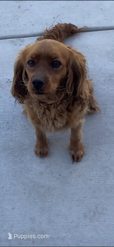 Purple – Cockapoo puppy for sale in Long Beach, CA
