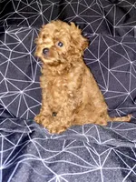 Little Man, a male Cockapoo and Poodle - Miniature  for sale in Long Beach, CA – 6 of 8