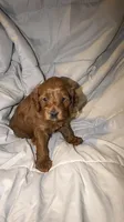 Brown, a male Cockapoo for sale in Long Beach, CA – 1 of 3