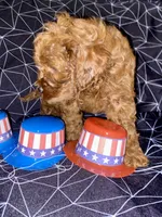 Brown, a male Cockapoo and Poodle - Miniature  for sale in Long Beach, CA – 5 of 7