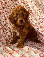 White, a male Poodle - Miniature  for sale in Long Beach, CA – 3 of 10