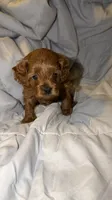 Little Man, a male Cockapoo for sale in Long Beach, CA – 2 of 3