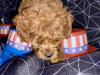 Little Man, a male Cockapoo and Poodle - Miniature  for sale in Long Beach, CA – 3 of 8