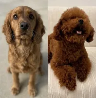 Little Man, a male Cockapoo and Poodle - Miniature  for sale in Long Beach, CA – 2 of 8