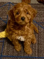 White, a male Poodle - Miniature  for sale in Long Beach, CA – 7 of 10