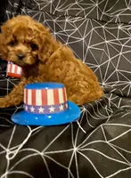 Little Man, a male Cockapoo and Poodle - Miniature  for sale in Long Beach, CA – 7 of 8