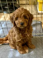 Brown, a male Cockapoo and Poodle - Miniature  for sale in Long Beach, CA – 7 of 7