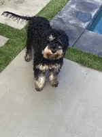 Blue, a female Cavapoo and Poodle - Miniature  for sale in Long Beach, CA – 3 of 3