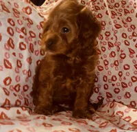Lady, a female Cockapoo and Poodle - Miniature  for sale in Long Beach, CA – 2 of 9
