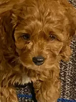White, a male Poodle - Miniature  for sale in Long Beach, CA – 8 of 10