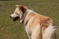 Lilly, a female Border Collie for sale in Moulton, AL – 3 of 4