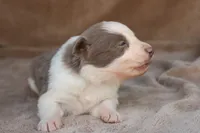 processed/78cdc925-6c7c-41a5-b2fc-1731e0a387a7/listing/1edcb3c0-c09c-4fa3-bf6b-4aaa8c5dbeed/a30b1729-fb58-4a8c-97c7-225601ec0c67