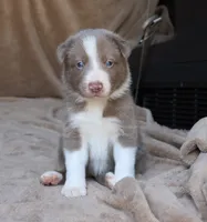 Tino, a male Border Collie for sale in Moulton, AL – 5 of 10