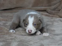 Teddy, a male Border Collie for sale in Moulton, AL – 2 of 6