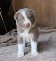 Tino, a male Border Collie for sale in Moulton, AL – 9 of 10