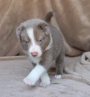 Tino, a male Border Collie for sale in Moulton, AL – 2 of 10