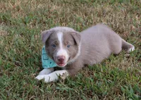 Tino, a male Border Collie for sale in Courtland, AL – 3 of 8