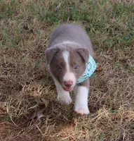 Tino, a male Border Collie for sale in Courtland, AL – 2 of 8