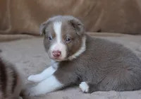 Tino, a male Border Collie for sale in Moulton, AL – 3 of 10